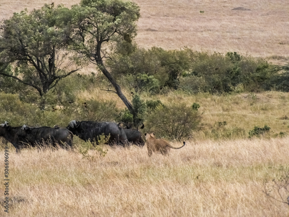 Fototapeta premium Lionesses on the Plains of the Mara