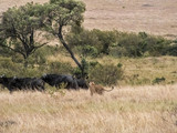 Lionesses on the Plains of the Mara