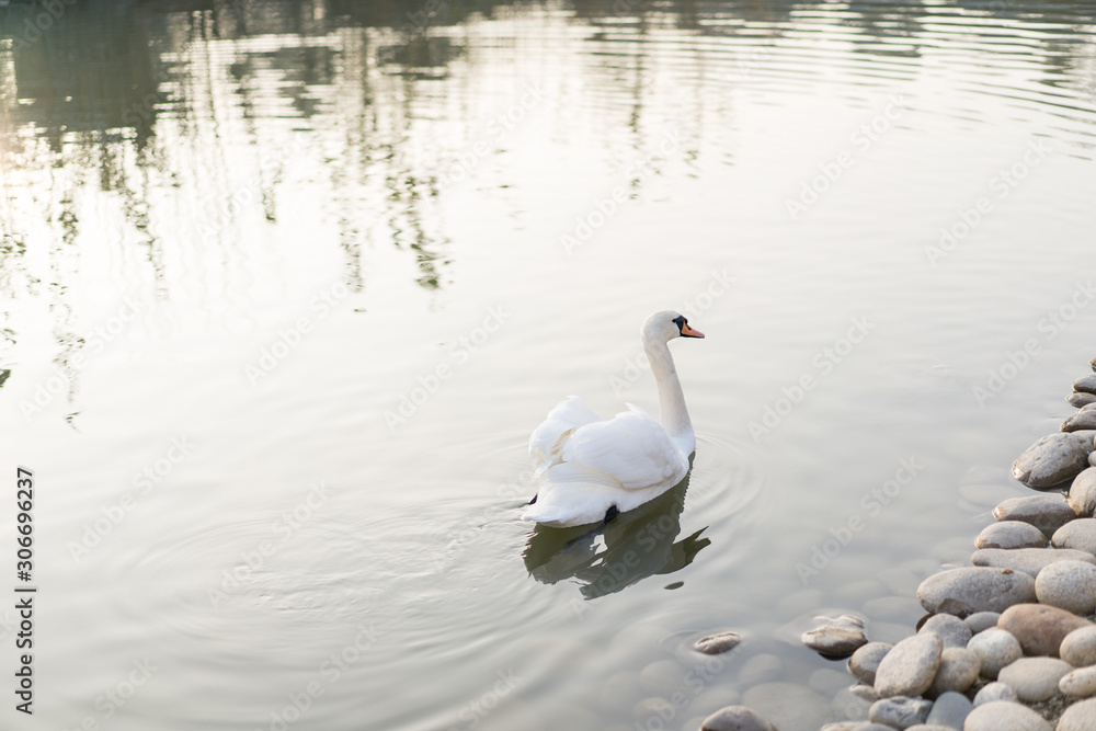 Fototapeta premium Swan swims in the pond