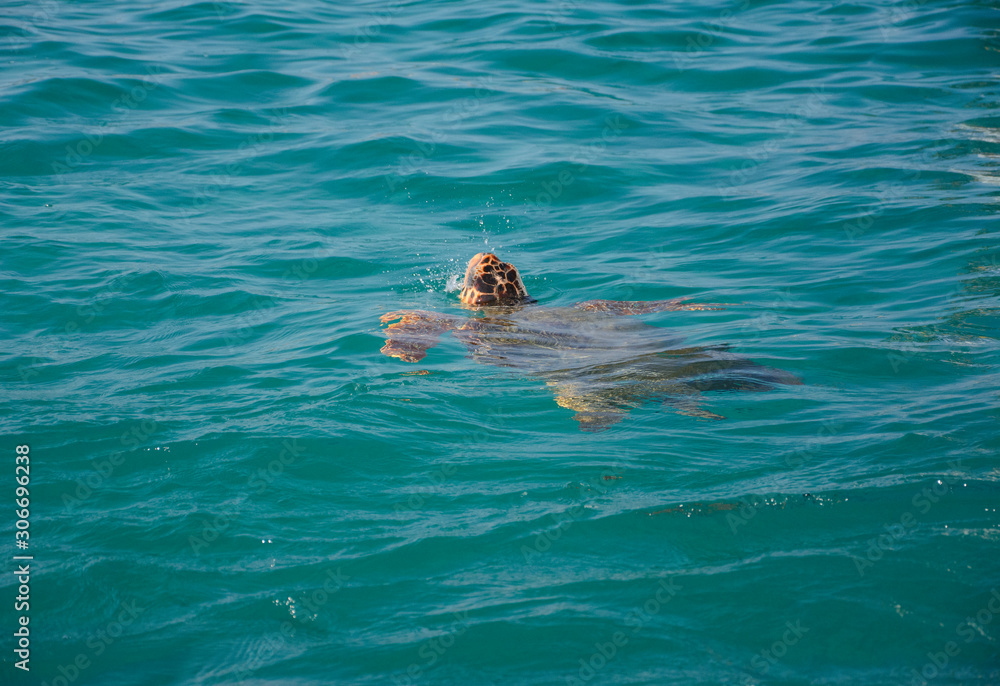 the loggerhead sea turtle (Caretta caretta) in Laganas Bay on Zakynthos island (Greece)