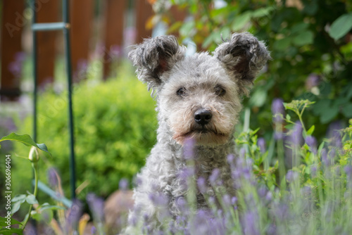 Photography Pumi dog sitting in the garden with levender in foreground