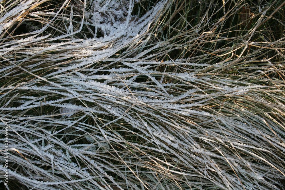 frost frost