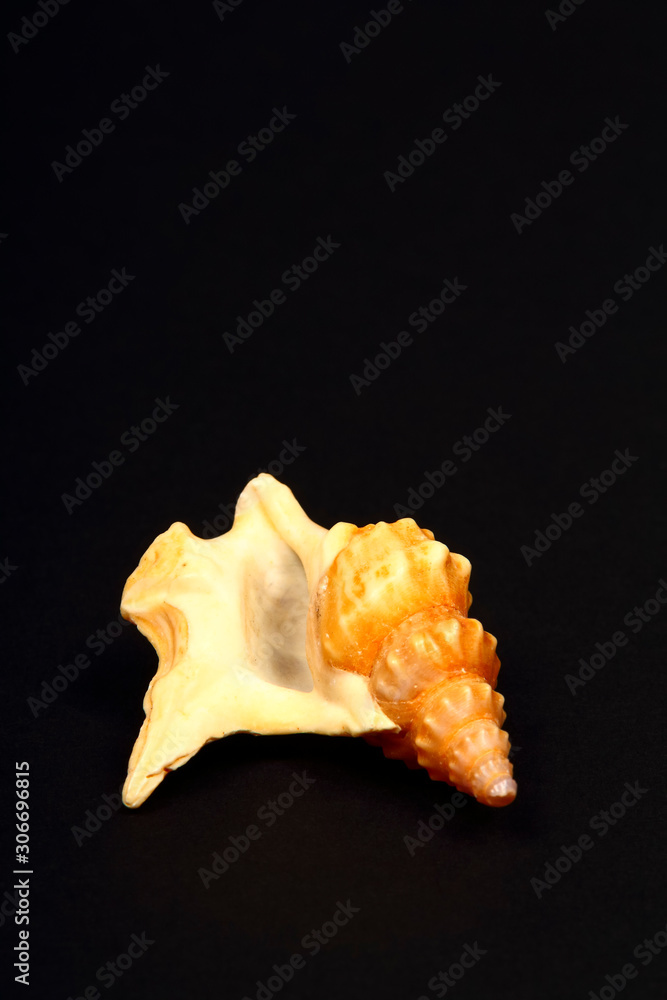 Pelican's Foot sea shell isolated on a black background Pelican's Foot sea shell isolated on a black background