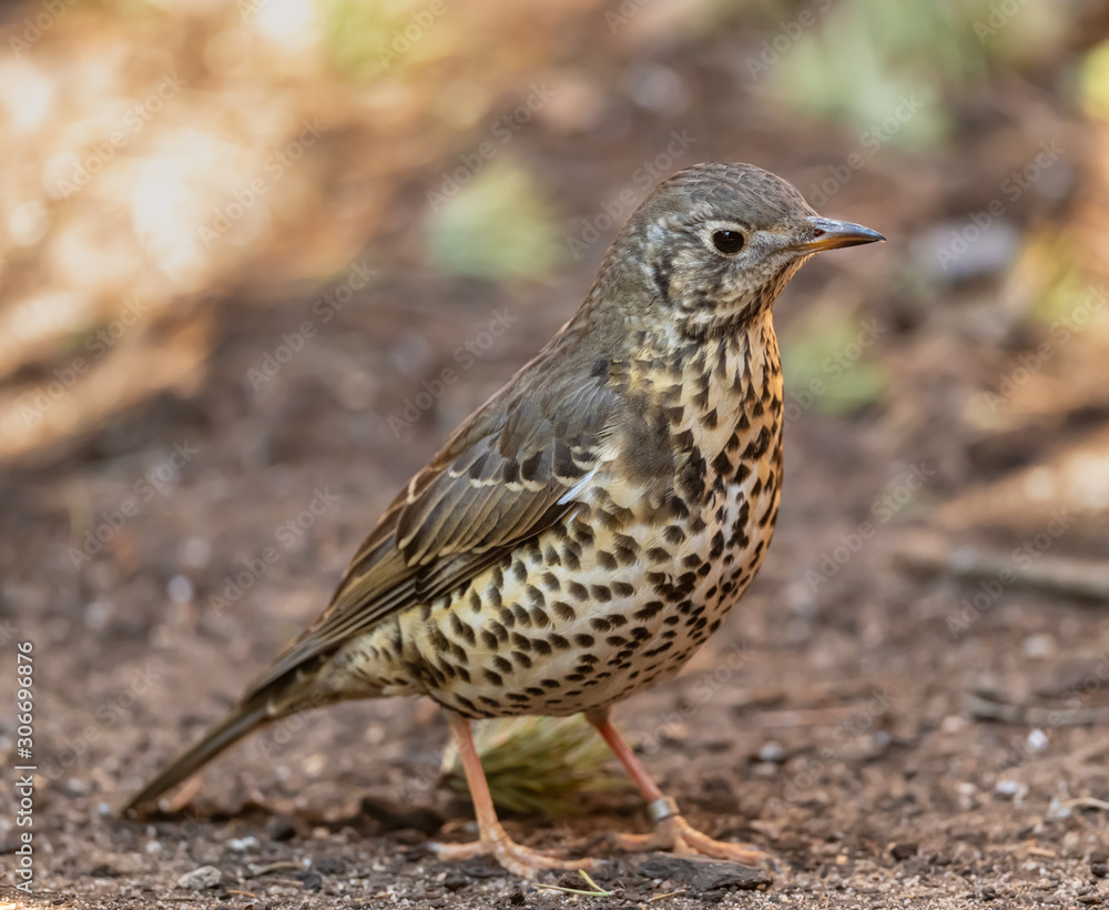 Fototapeta premium song thrush bird on the ground