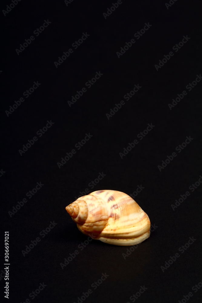 Honey Whelk sea shell found in Greece isolated on a black background