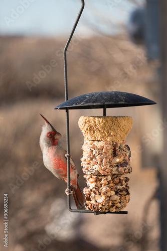 A Desert Cardinal at the Bird feeder in New Mexico. photo