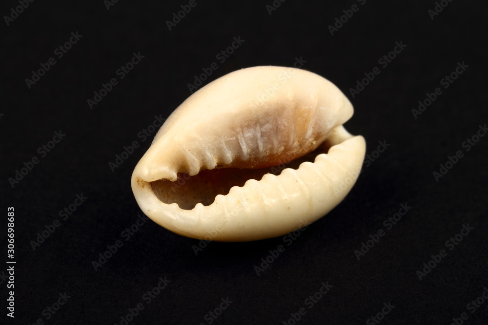 Ring top cowry sea shell found in africa isolated on a black background