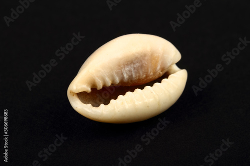Ring top cowry sea shell found in africa isolated on a black background