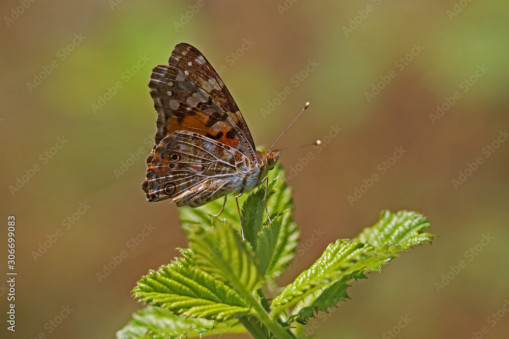 Thorn Butterfly / Vanessa cardui Thorn Butterfly / Vanessa cardui