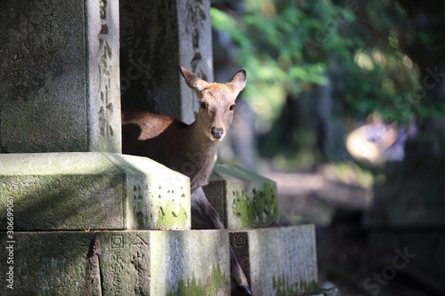 Tablou pe pânză Nara Park in Nara Prefecture, Japan and the scenery of deer living in the park