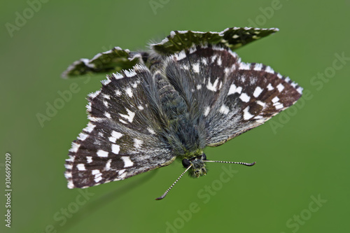 Aegean Hoppin butterfly / Pyrgus melotis photo