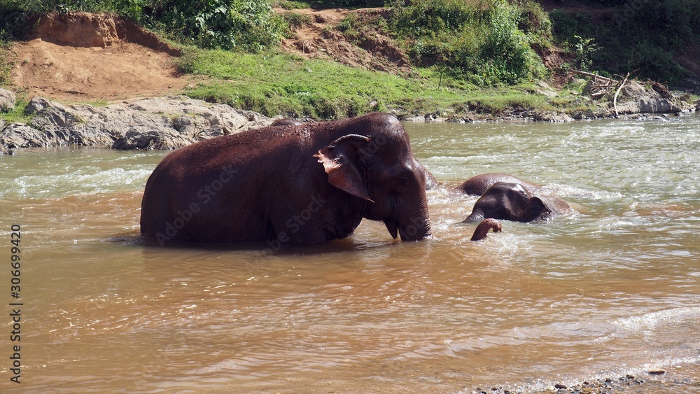 Fototapeta premium elephant washing in river wild nature