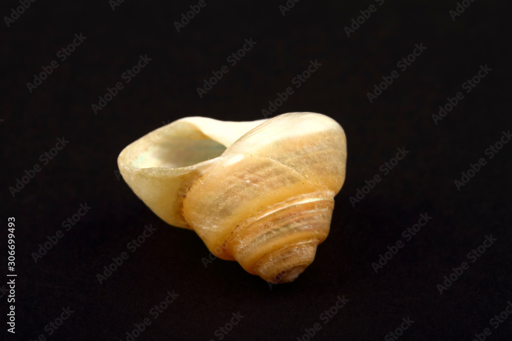 Pearl Venetian sea shell found in the mediterranean isolated on a black background