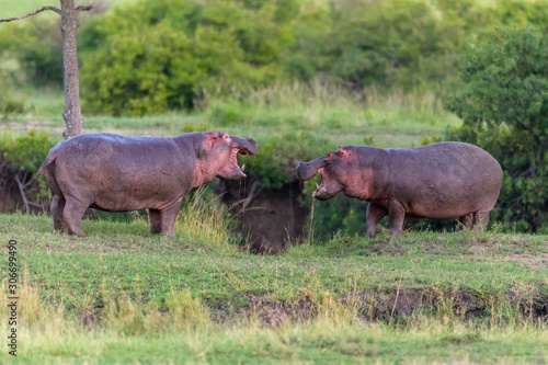 Hippopotamus, two adults fighting, Masai Mara National Reserve, Kenya, Africa