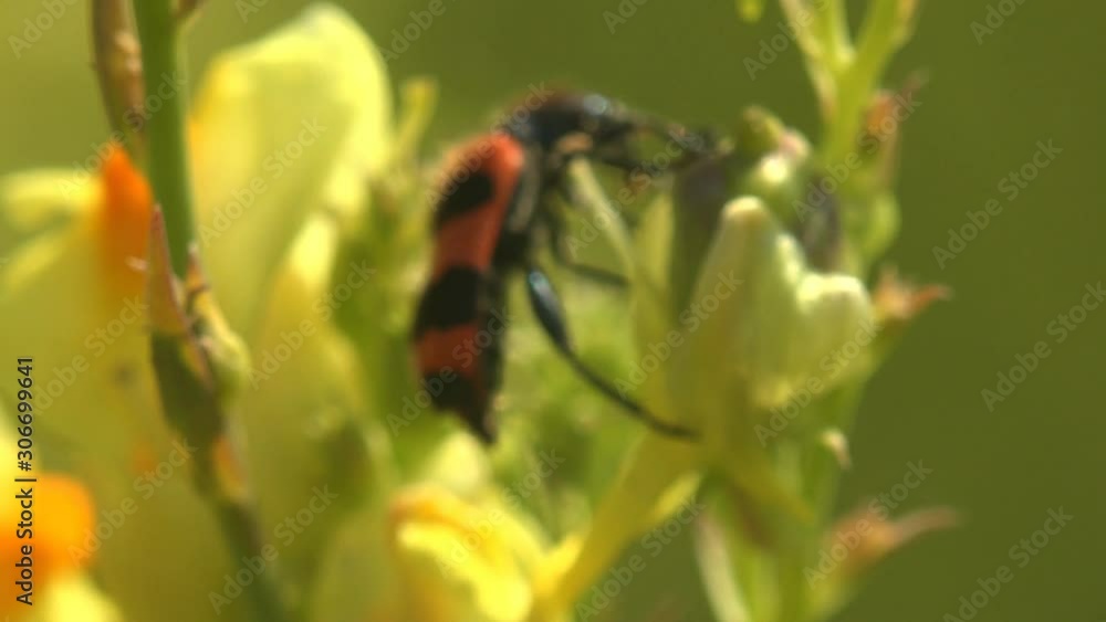 Mylabris Quadripunctata, red Beetle move and sitting on yellow flower. View Macro insect in wildlife Mylabris Quadripunctata, red Beetle move and sitting on yellow flower. View Macro insect in wildlife