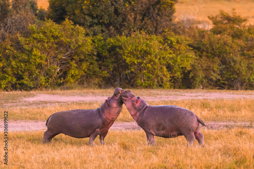 Hippopotamus, two adults fighting, Masai Mara National Reserve, Kenya, Africa