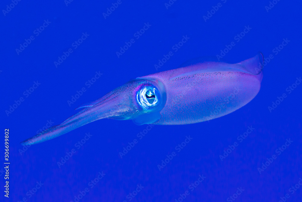 Fototapeta premium A Caribbean reef squid. This enchanting creature is from the cephalopod family and live in warm water tropical reef environments. Their appearance and behavior is alienesque. 
