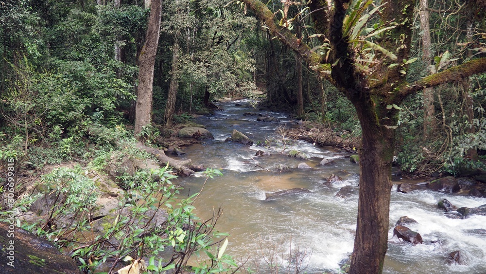Fototapeta premium river in jungle