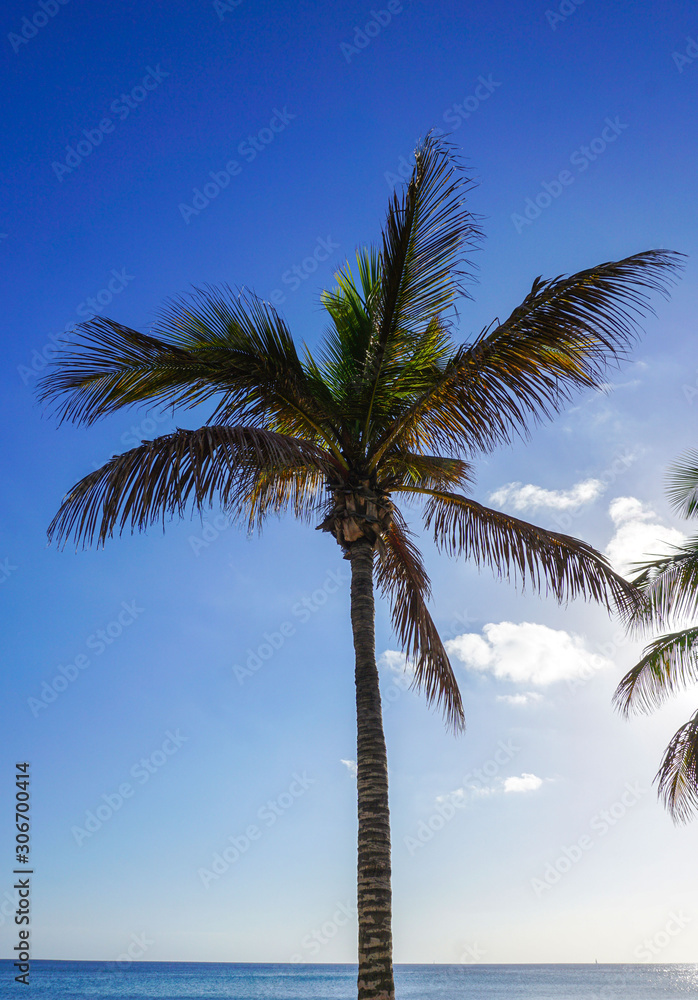 Palm tree on the beach in front of the sea