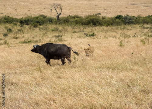 Lionesses on the Plains of the Mara