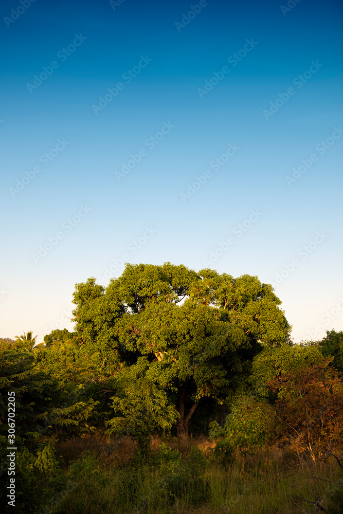 Fototapeta premium trees