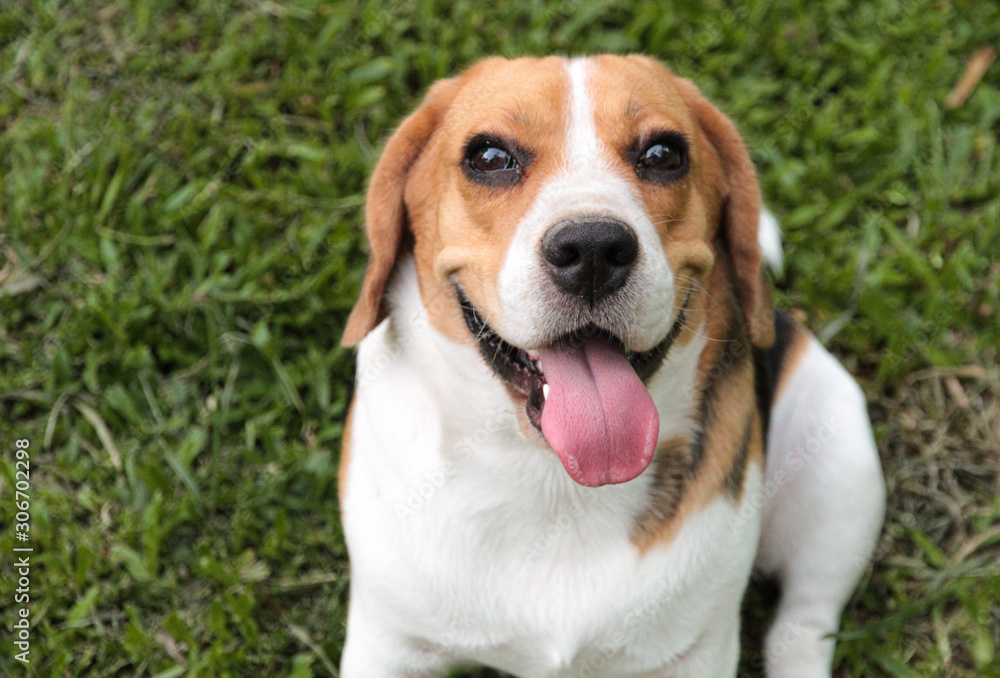 A cute and healthy beagle dog is sitting around on the grass.