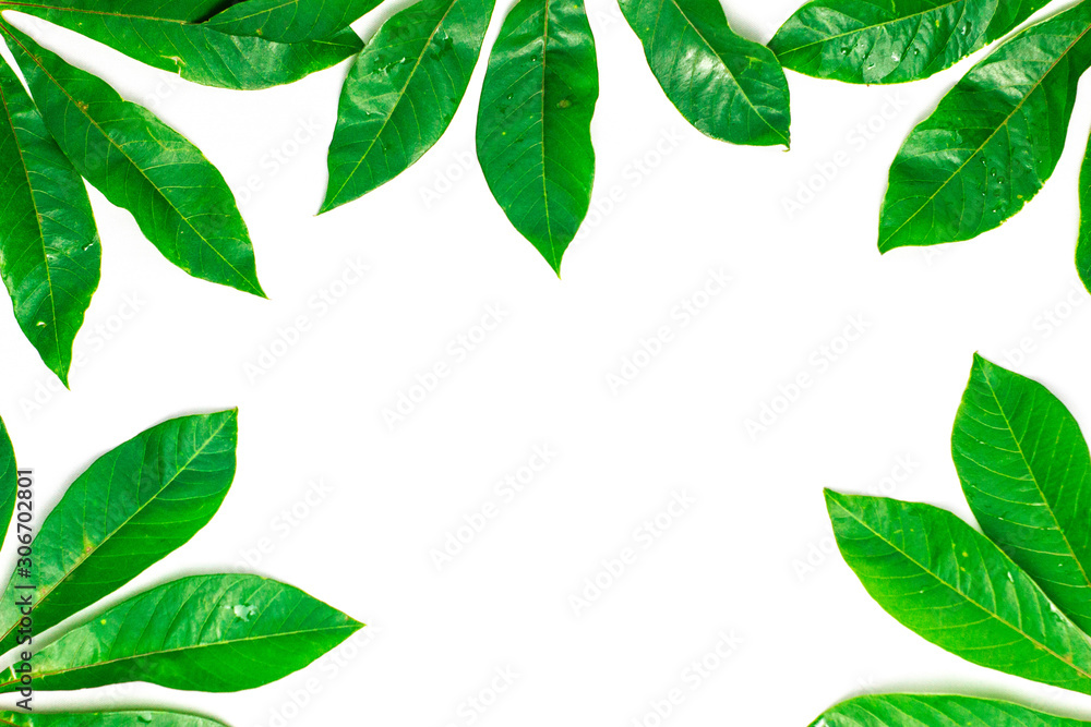 fresh cassava leaves on a white background with free space ,wallpaper design 