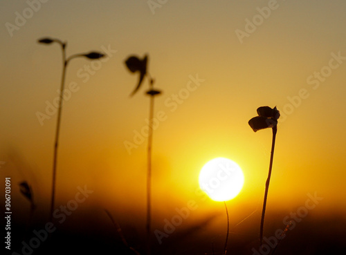 Close up silhouette grass flower with sunset.