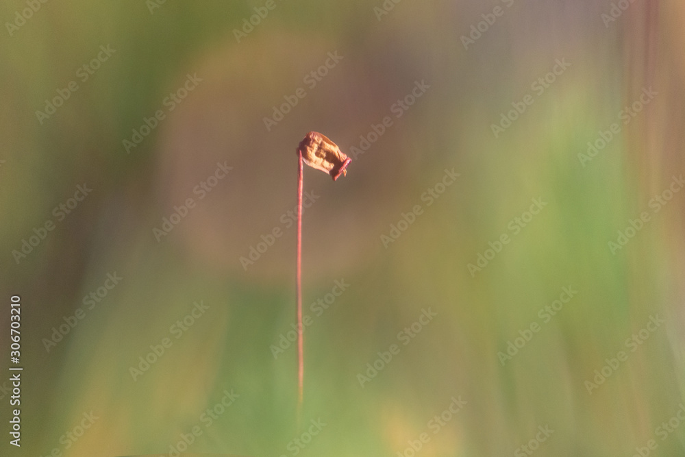 Macro of moss seed pod in blurred background Macro of moss seed pod in blurred background