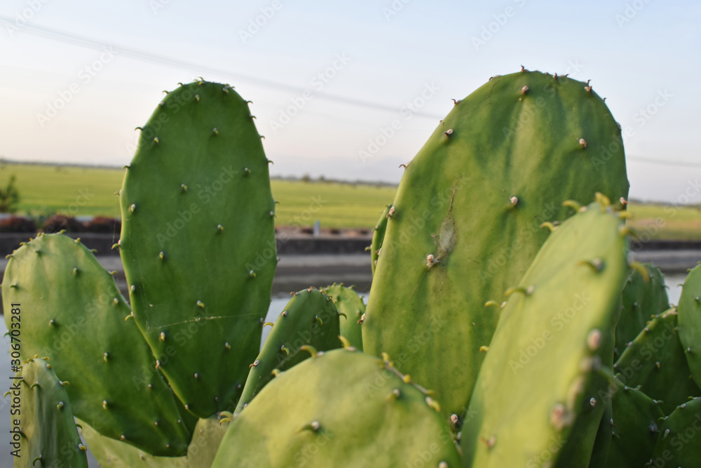 close up of cactus close up of cactus