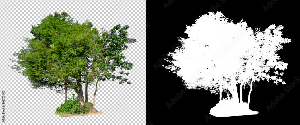 Fototapeta isolated tree on transperrent picture background with clipping path