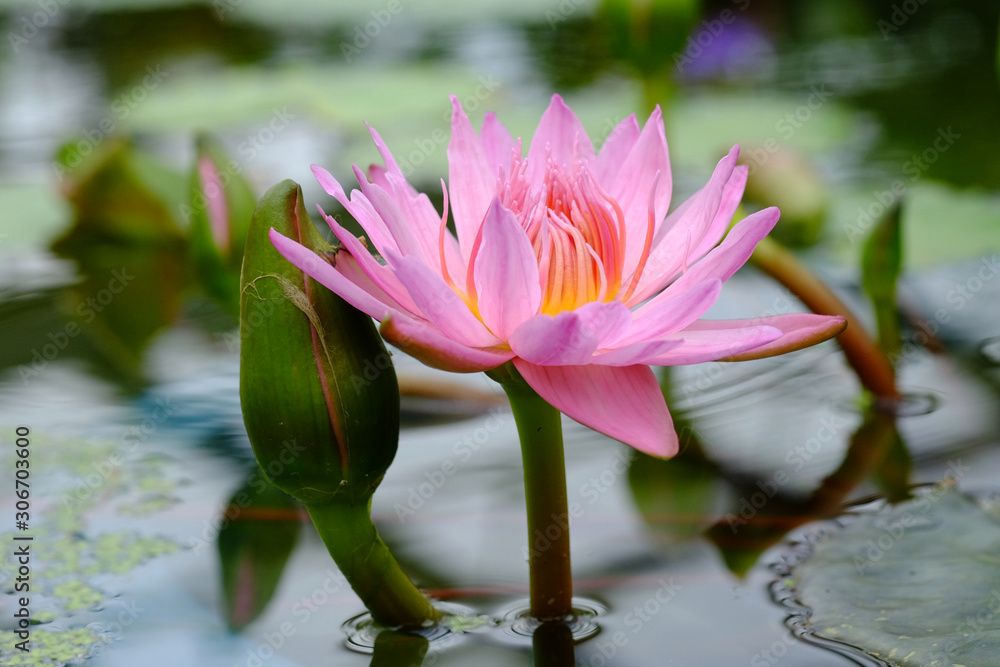 水辺で咲く熱帯睡蓮ピンクプラッターの花 Stock Photo Adobe Stock 水辺で咲く熱帯睡蓮ピンクプラッターの花 Stock Photo Adobe Stock