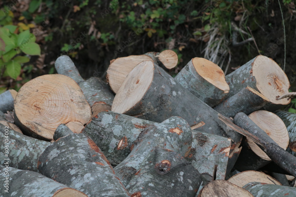 Fototapeta premium wood