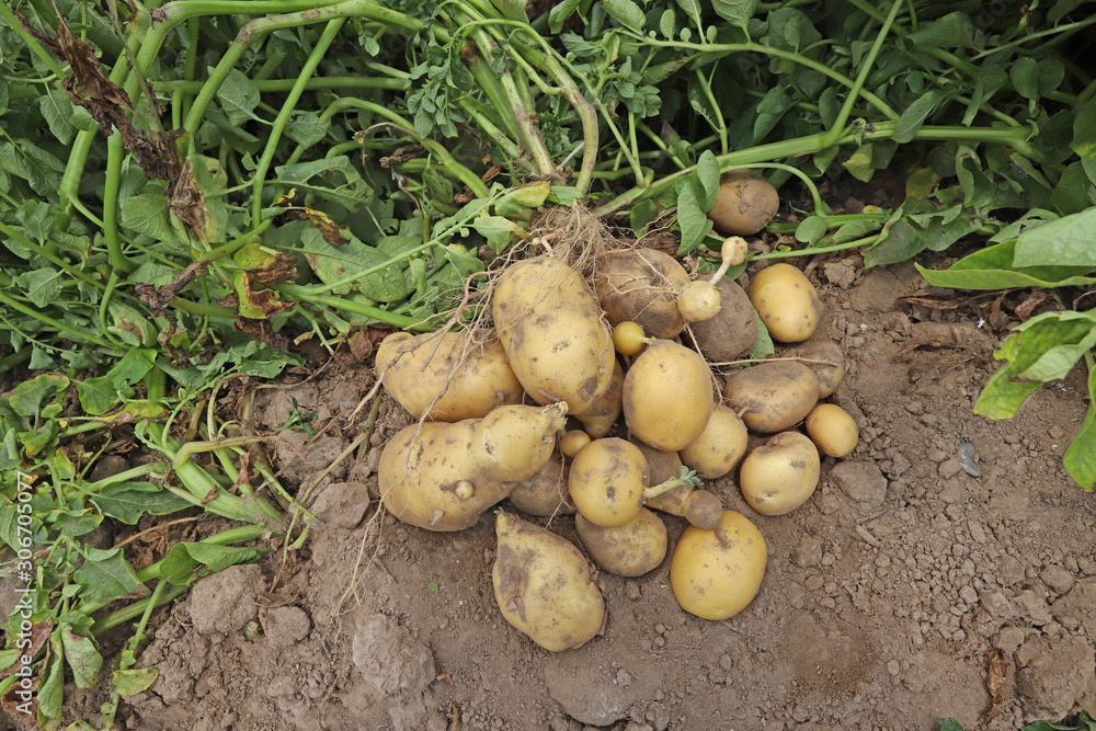freshly unripe potatoes in the field. freshly unripe potatoes in the field.