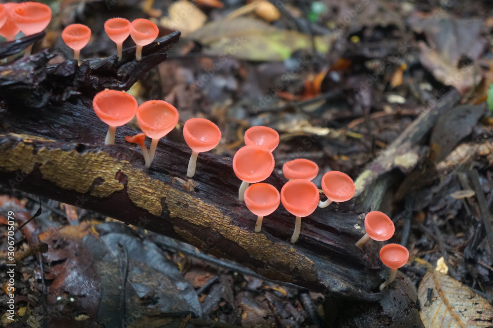 Color faded Pink Burn Cup mushrooms Color faded Pink Burn Cup mushrooms