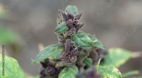 purple indica marijuana female flower in the nature