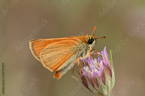 Yellow Antenna Bouncer / Thymelicus sylvestris