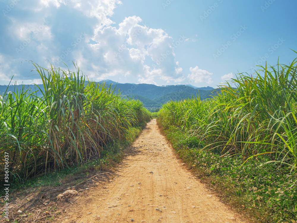 Sugar cane plantation. Agriculture in Muang Long, North Laos. Industry countryside farmland in developing countries. Sugar cane plantation. Agriculture in Muang Long, North Laos. Industry countryside farmland in developing countries.