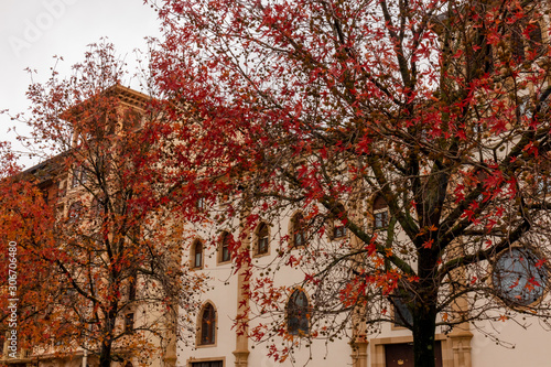 Autumn trees with red leaves in front of historic buildings in Donostia, Basque Country, Spai photo