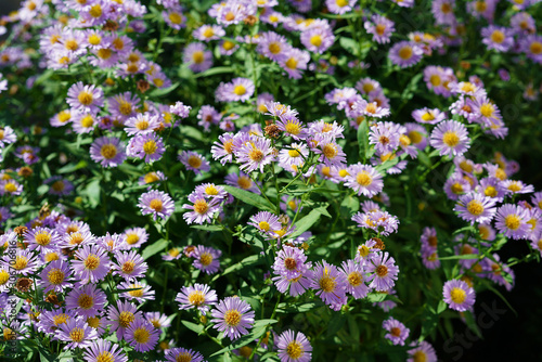 bush of beautiful small purple daisies