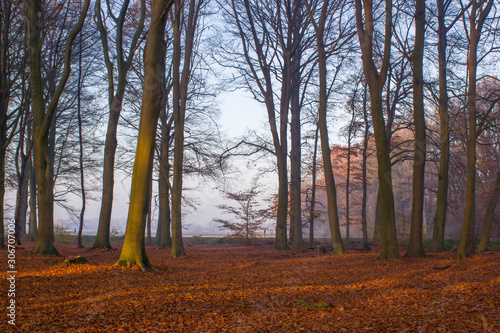 forest in autumn - foggy morning © Mira Drozdowski