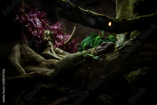 Green lizard crawling on a branch © Jnis