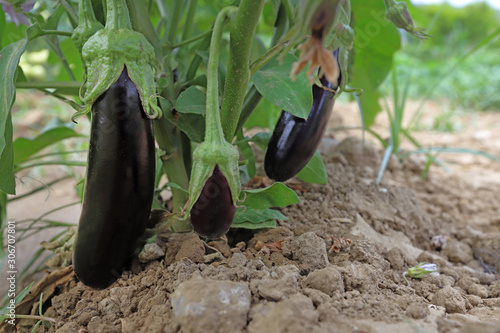 Natural long eggplants in the field.