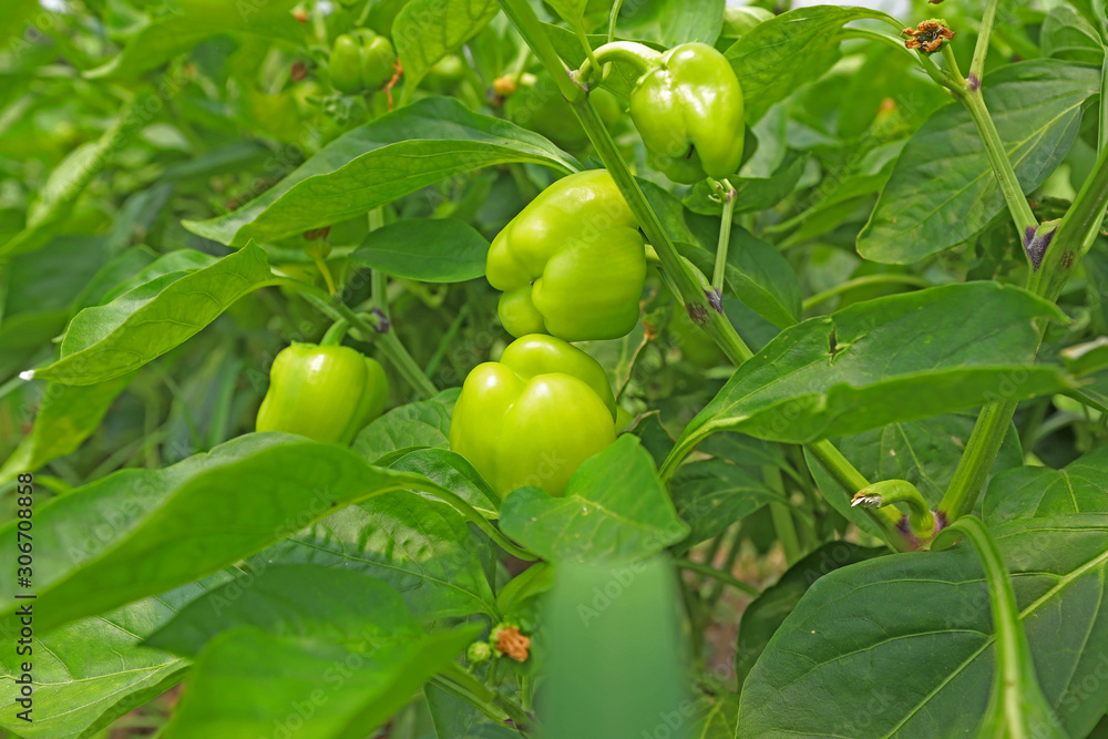 bell peppers grown in the greenhouse bell peppers grown in the greenhouse