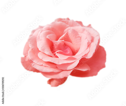 Beautiful rose flower isolated on a white background