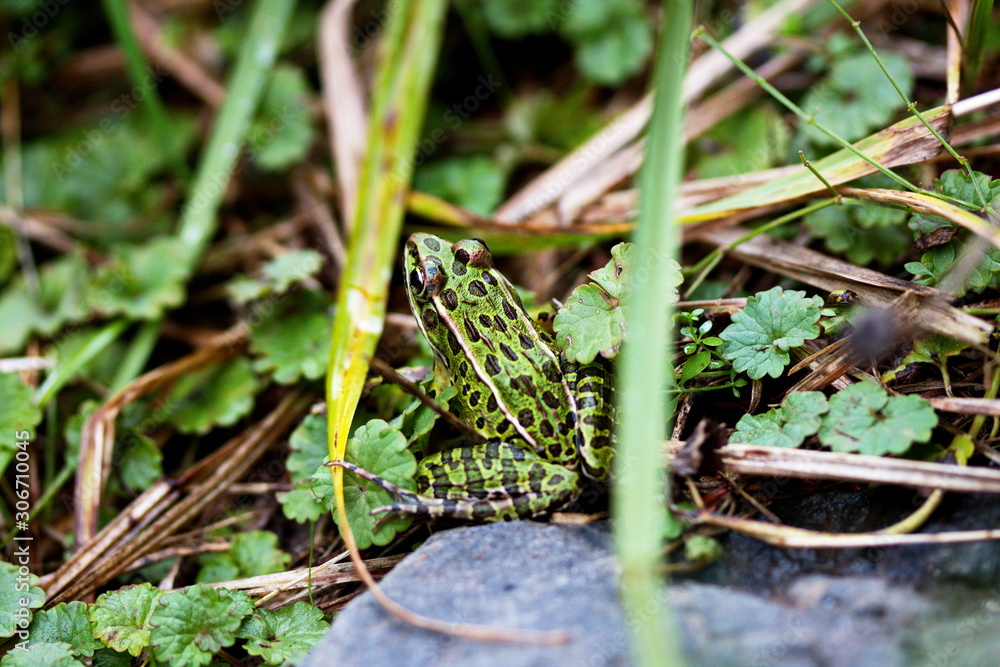 Leopard Frog Leopard Frog