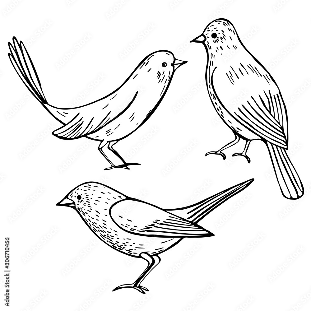 Fototapeta premium Hand drawn graphic birds on a white background.Vector sketch illustration.