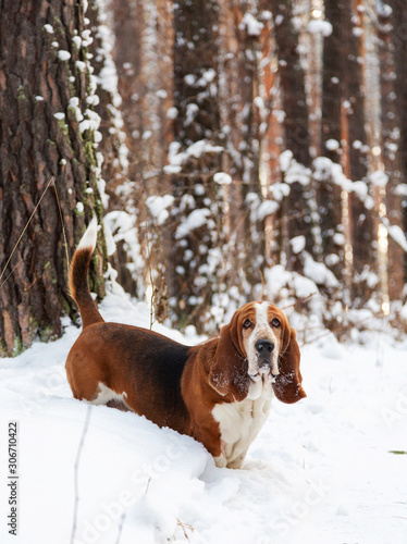 Fototapeta Naklejka Na Ścianę i Meble -  Dog breed Basset hind color tricolor walks in the winter forest in the snow