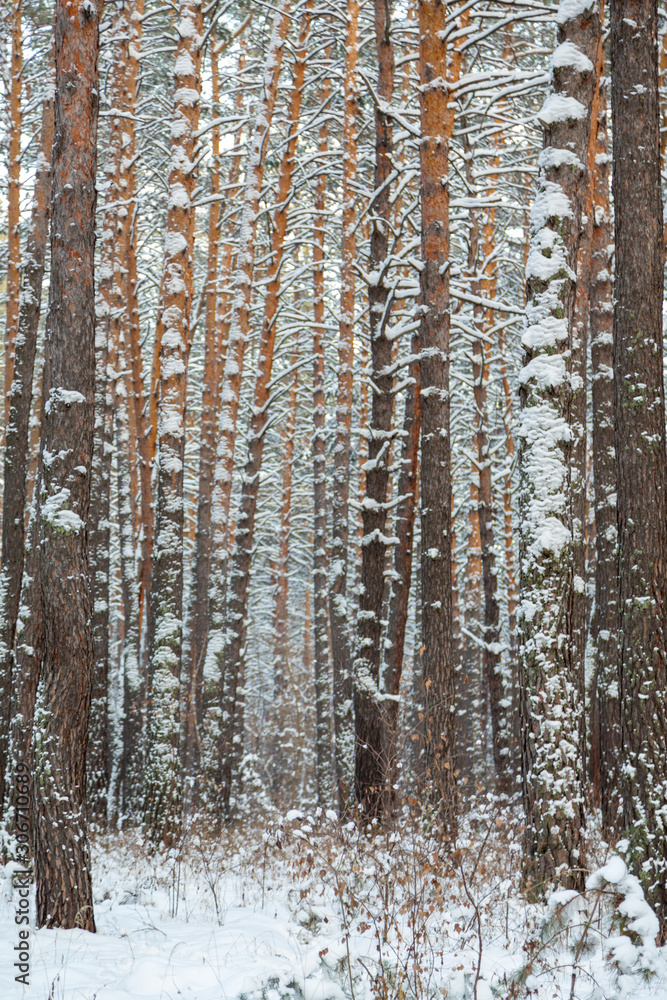 Winter forest in Siberia, pine trees and trees in the snow Winter forest in Siberia, pine trees and trees in the snow