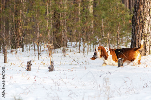 Dog breed Basset hind color tricolor walks in the winter forest in the snow